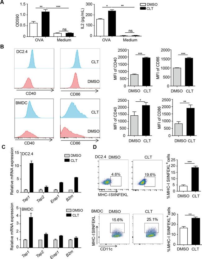 CD40 Antibody in Flow Cytometry (Flow)