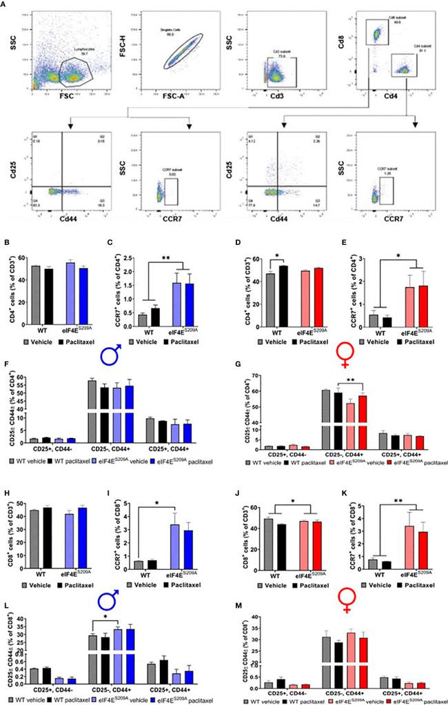 CD4 Antibody in Flow Cytometry (Flow)