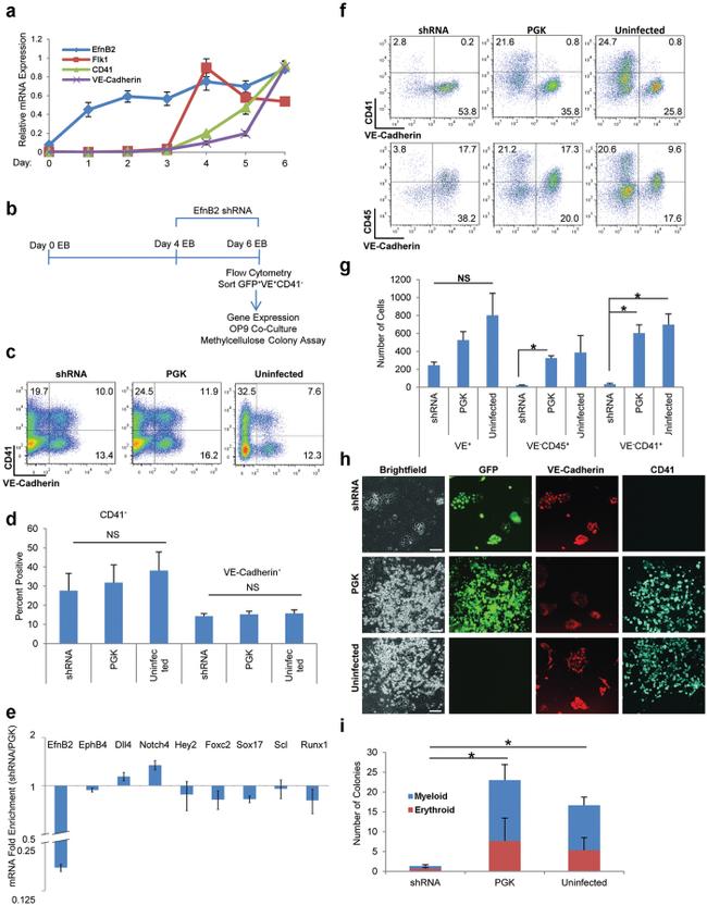 CD41a Antibody in Flow Cytometry (Flow)