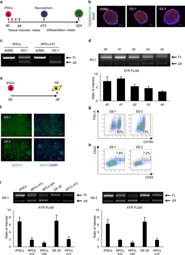 CD43 Antibody in Flow Cytometry (Flow)