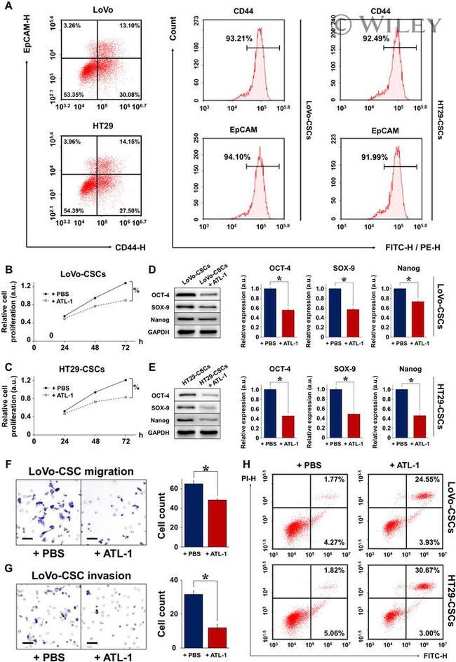 CD326 (EpCAM) Antibody in Flow Cytometry (Flow)