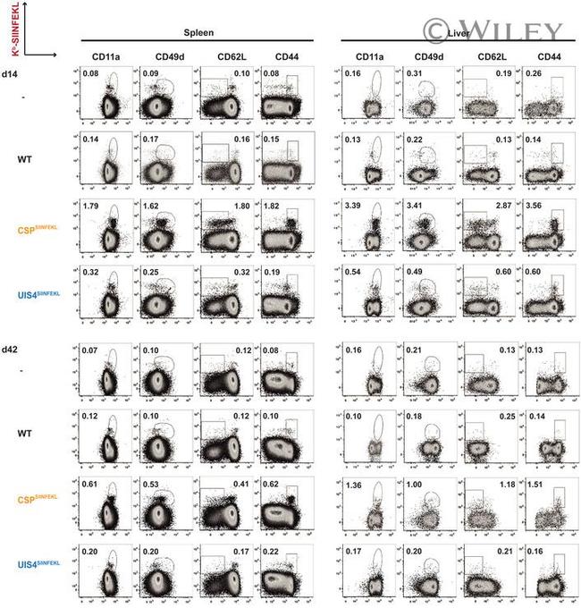 CD62L (L-Selectin) Antibody in Flow Cytometry (Flow)