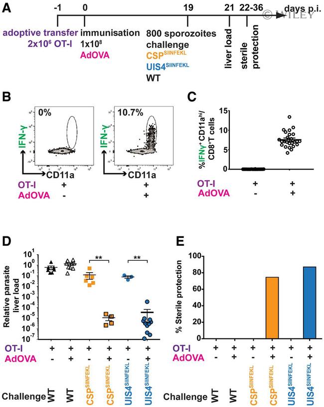 IFN gamma Antibody in Flow Cytometry (Flow)