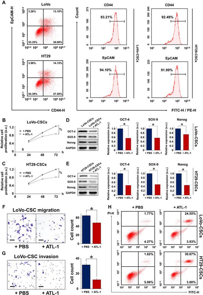 CD44 Antibody in Flow Cytometry (Flow)