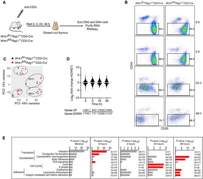 CD44 Antibody in Flow Cytometry (Flow)