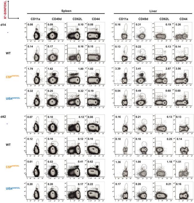 CD49d (Integrin alpha 4) Antibody in Flow Cytometry (Flow)