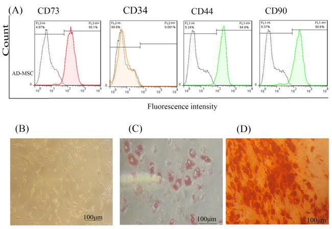 CD73 Antibody in Flow Cytometry (Flow)