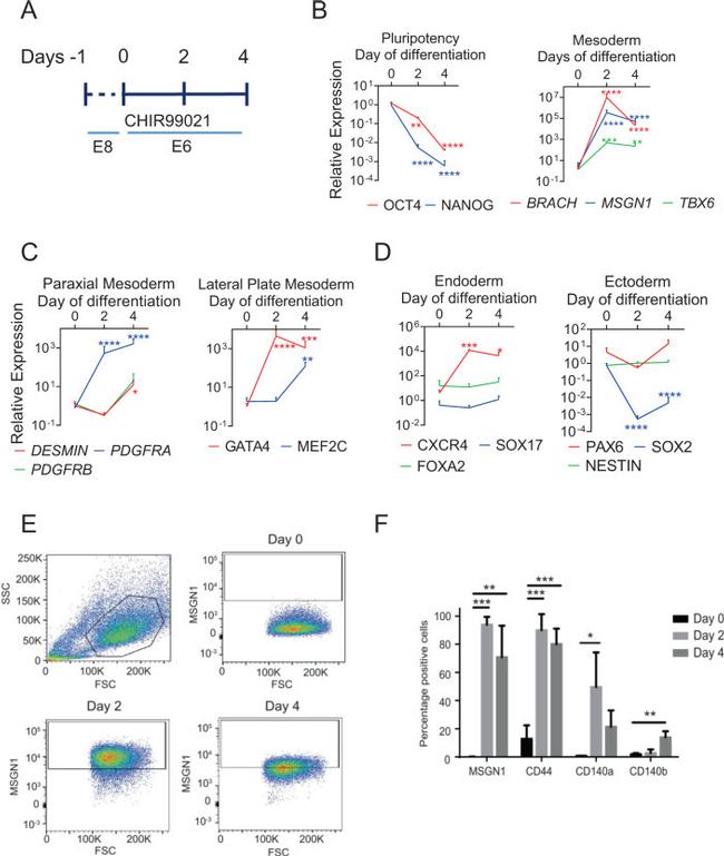 CD44 Antibody in Flow Cytometry (Flow)