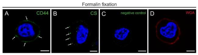 CD44 Antibody in Immunocytochemistry (ICC/IF)