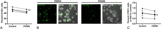 LYVE1 Antibody in Flow Cytometry (Flow)