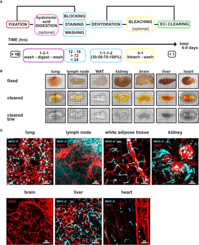 LYVE1 Antibody in Immunocytochemistry (ICC/IF)