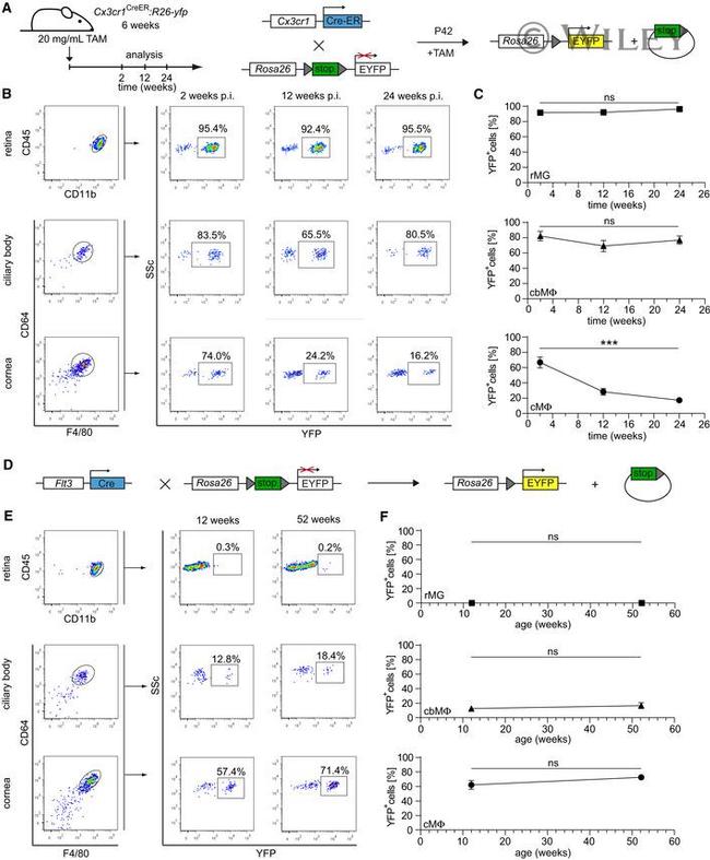 F4/80 Antibody in Flow Cytometry (Flow)