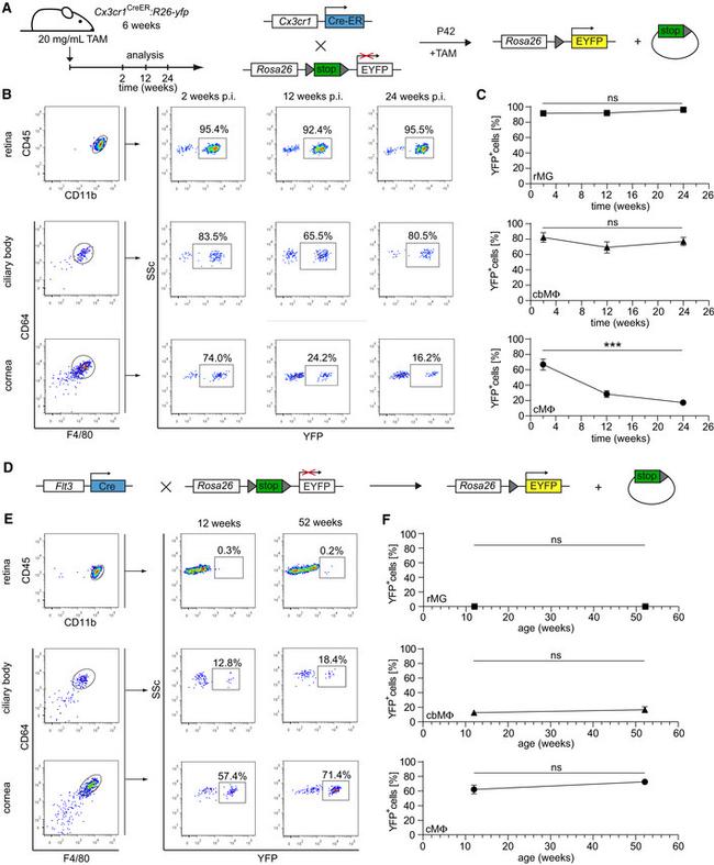 CD45 Antibody in Flow Cytometry (Flow)