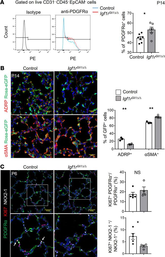 CD140a (PDGFRA) Antibody in Flow Cytometry (Flow)