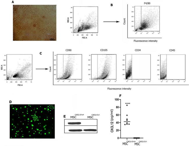 CD90.1 (Thy-1.1) Antibody in Flow Cytometry (Flow)