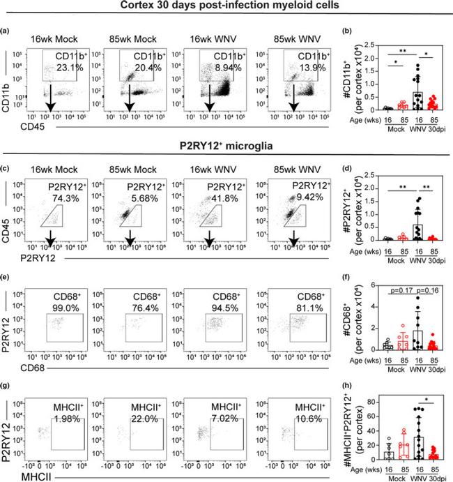 CD45 Antibody in Flow Cytometry (Flow)