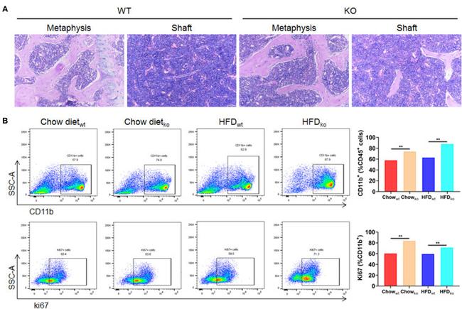 Ki-67 Antibody in Flow Cytometry (Flow)