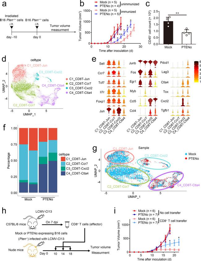 CD45 Antibody in Flow Cytometry (Flow)