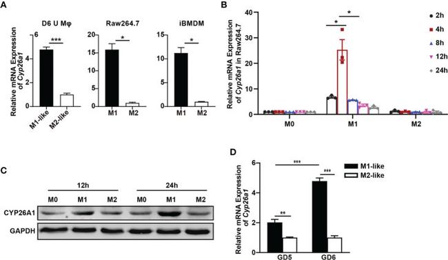 CYP26A1 Antibody in Western Blot (WB)