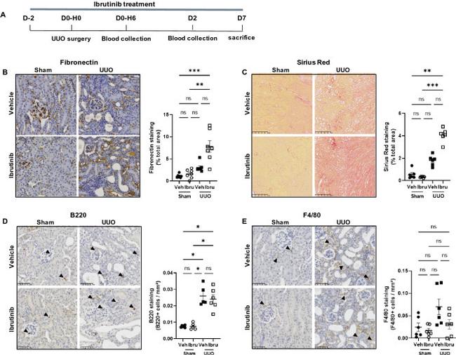 F4/80 Antibody in Immunohistochemistry (IHC)