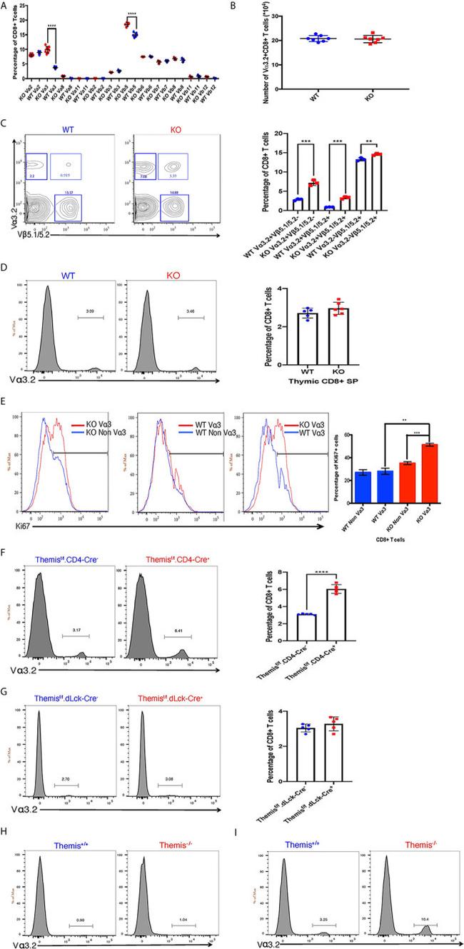 TCR V alpha 3.2 Antibody in Flow Cytometry (Flow)