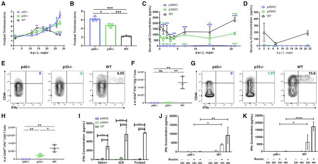 CD45.2 Antibody in Flow Cytometry (Flow)