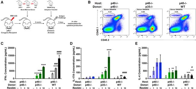 CD45.2 Antibody in Flow Cytometry (Flow)