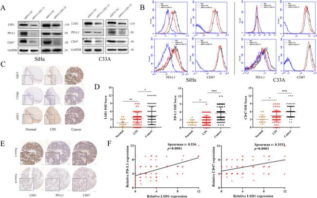 CD47 Antibody in Flow Cytometry (Flow)