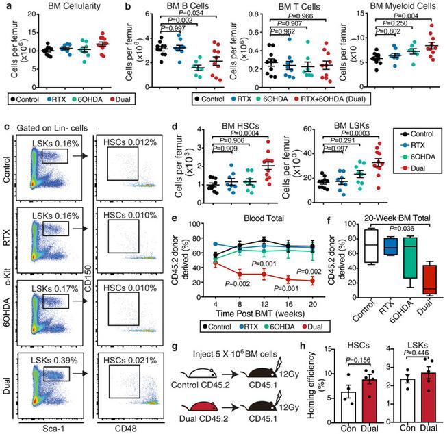 CD48 Antibody in Flow Cytometry (Flow)