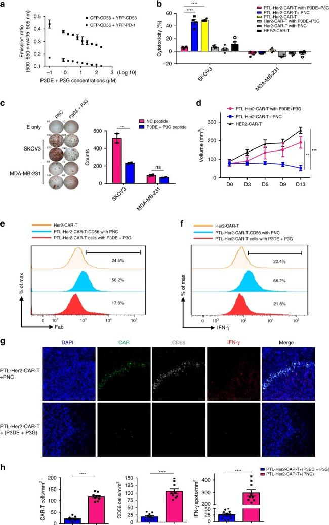 IFN gamma Antibody in Flow Cytometry (Flow)