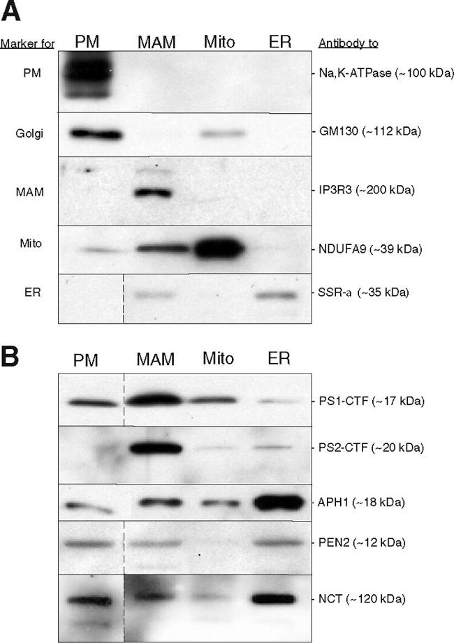 APH1 Antibody in Western Blot (WB)