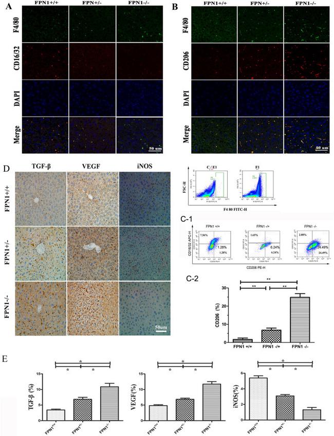 F4/80 Antibody in Immunocytochemistry (ICC/IF)