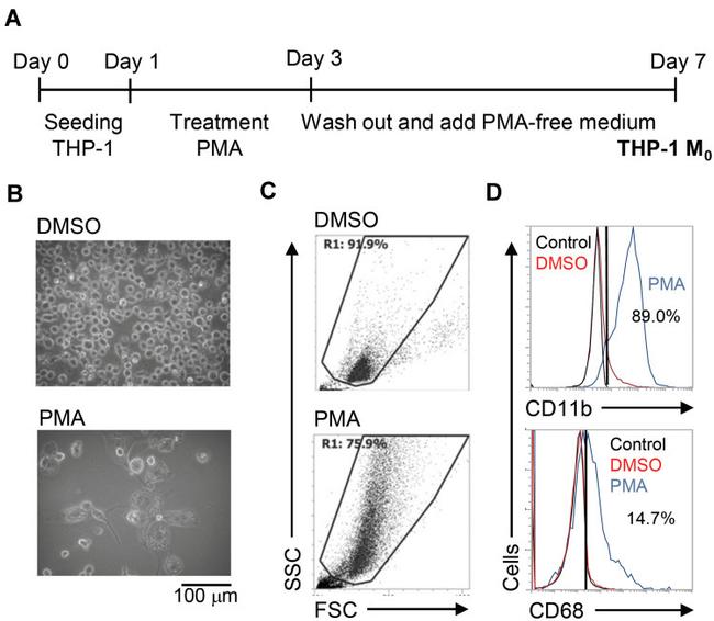 CD11b Antibody in Flow Cytometry (Flow)