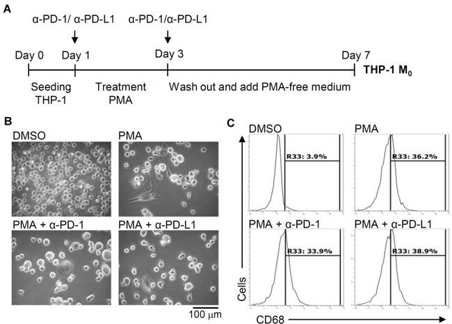 CD68 Antibody in Flow Cytometry (Flow)