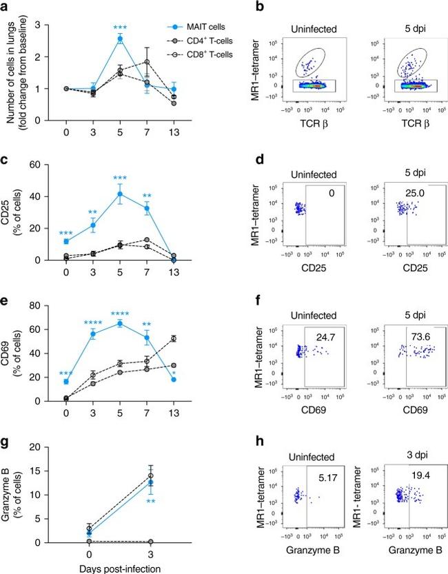 Granzyme B Antibody in Flow Cytometry (Flow)