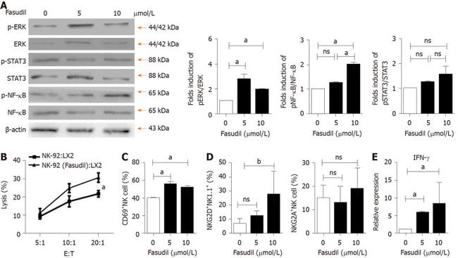 NKG2AB6 Antibody in Flow Cytometry (Flow)