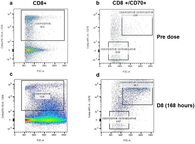 CD70 Antibody in Flow Cytometry (Flow)