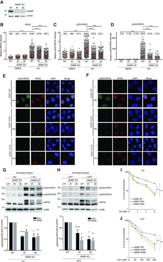 RPA2 Antibody in Western Blot, Immunocytochemistry (WB, ICC/IF)