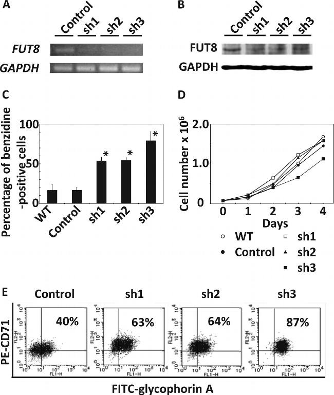 CD71 (Transferrin Receptor) Antibody in Flow Cytometry (Flow)