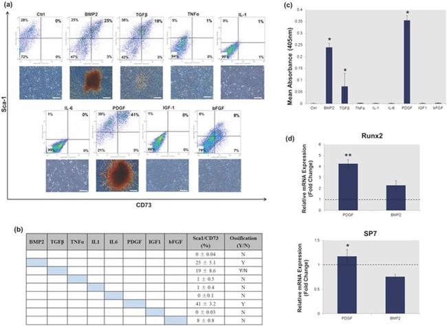 CD73 Antibody in Flow Cytometry (Flow)