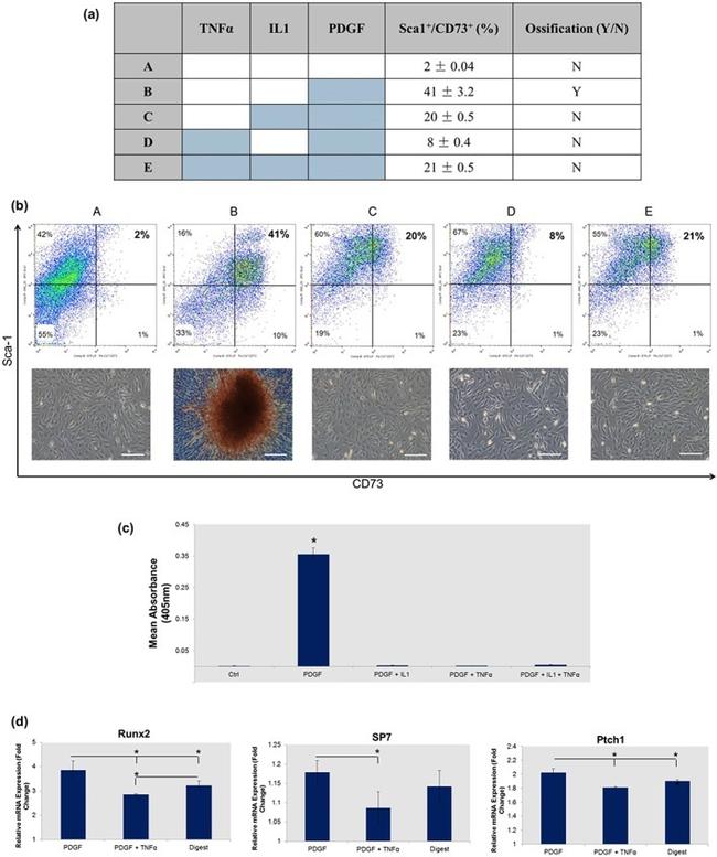 CD73 Antibody in Flow Cytometry (Flow)