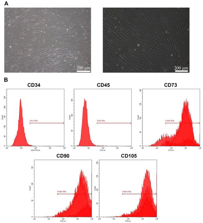 CD45 Antibody in Flow Cytometry (Flow)