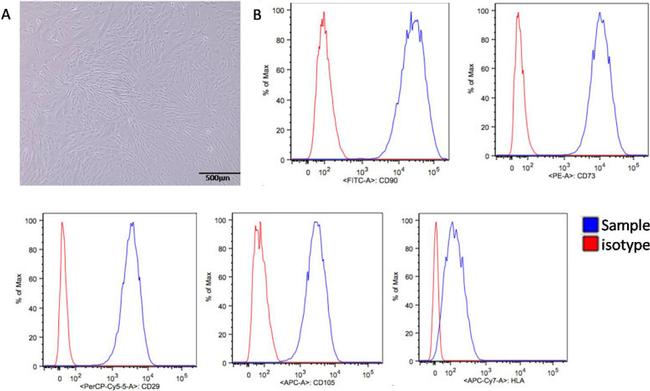 CD90 (Thy-1) Antibody in Flow Cytometry (Flow)