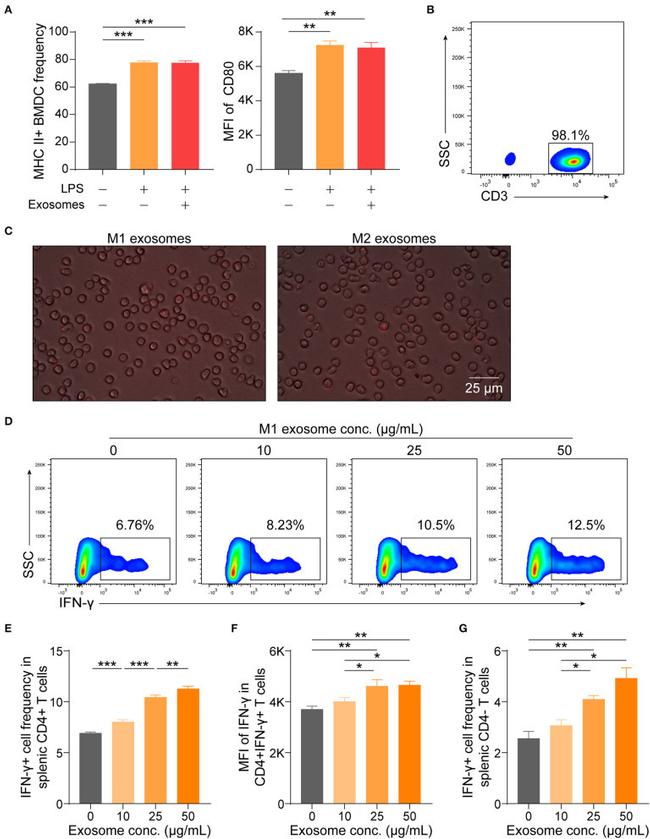 CD80 (B7-1) Antibody in Flow Cytometry (Flow)