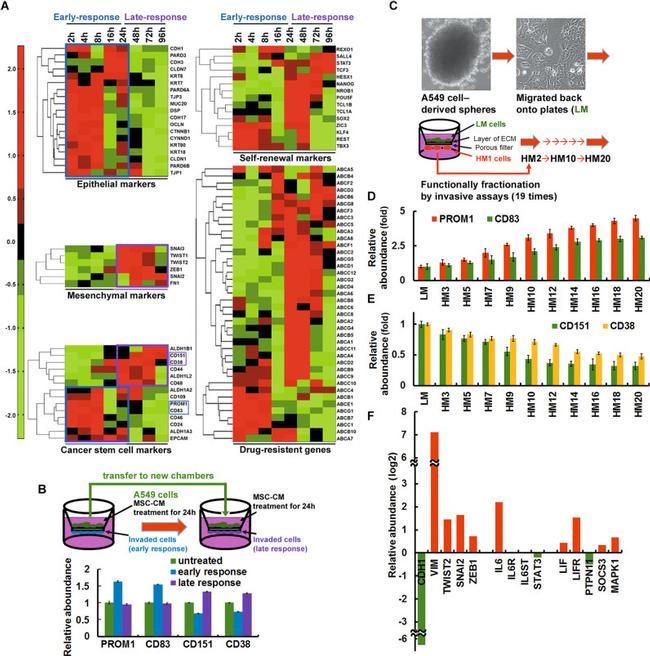 CD83 Antibody in Flow Cytometry (Flow)