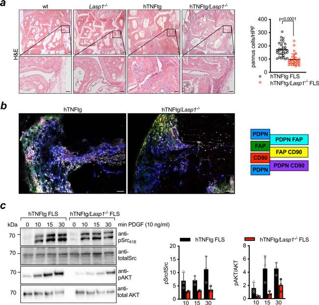 CD90.2 (Thy-1.2) Antibody in Immunohistochemistry (IHC)