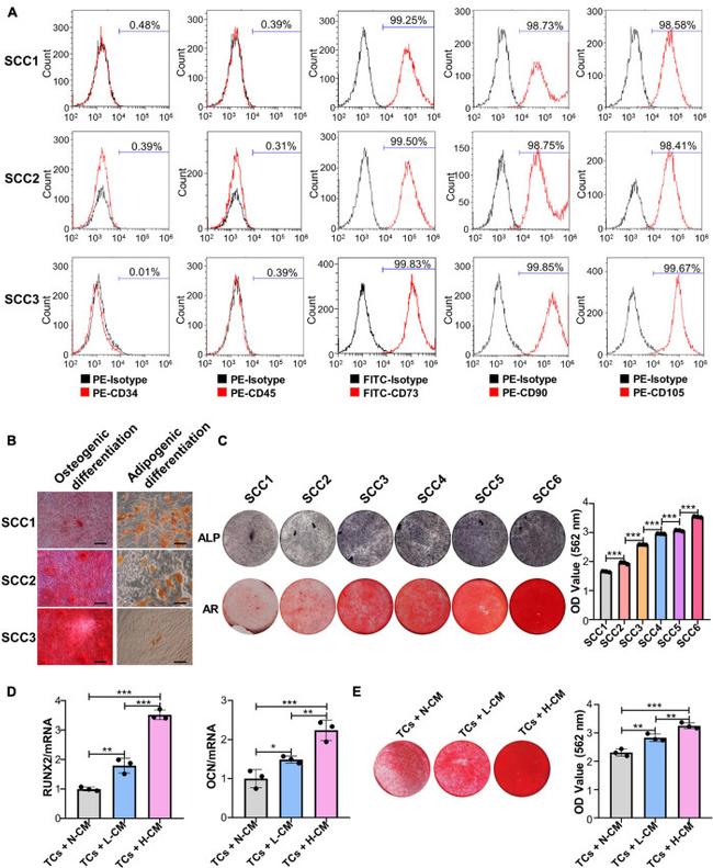 CD90 (Thy-1) Antibody in Flow Cytometry (Flow)