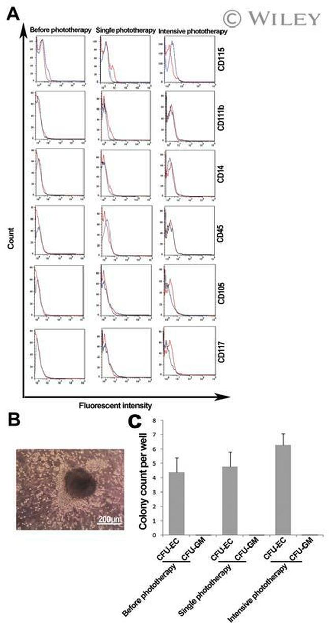 CD105 (Endoglin) Antibody in Flow Cytometry (Flow)