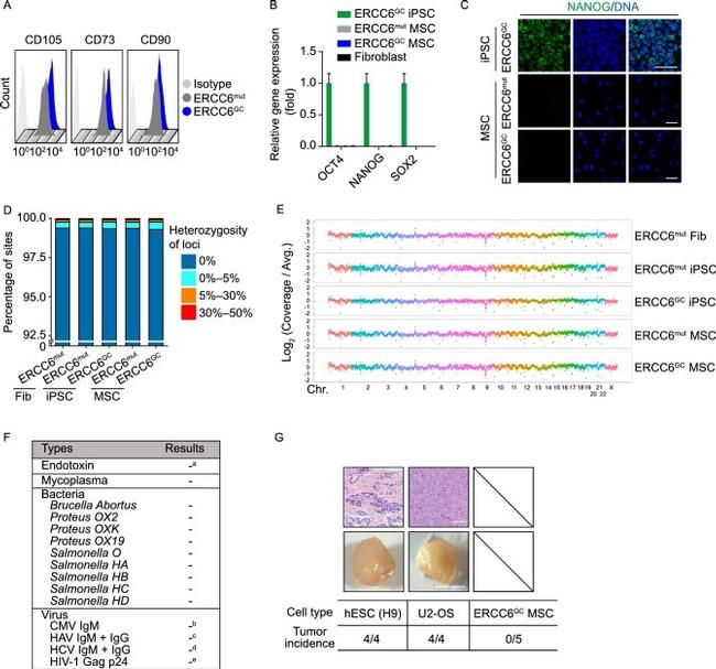 CD105 (Endoglin) Antibody in Flow Cytometry (Flow)