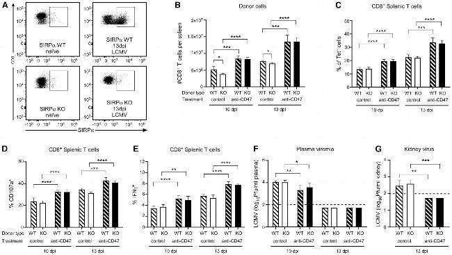 CD107a (LAMP-1) Antibody in Flow Cytometry (Flow)